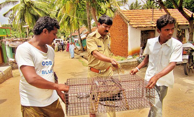 Forest officials carry palm civet, rescued during a raid in Mysore, on Tuesday (Photo: DC) Forest officials carry palm civet, rescued during a raid in Mysore, on Tuesday (Photo: DC)